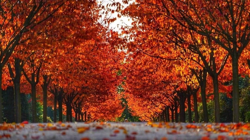 Goldener Oktober