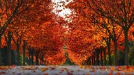 Goldener Oktober