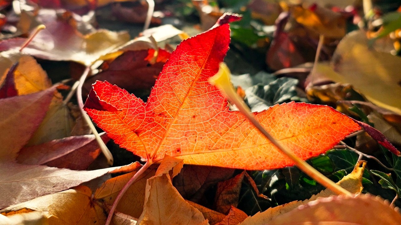 Ihr schönstes Herbstlaub
