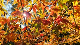 Ihr schönstes Herbstlaub