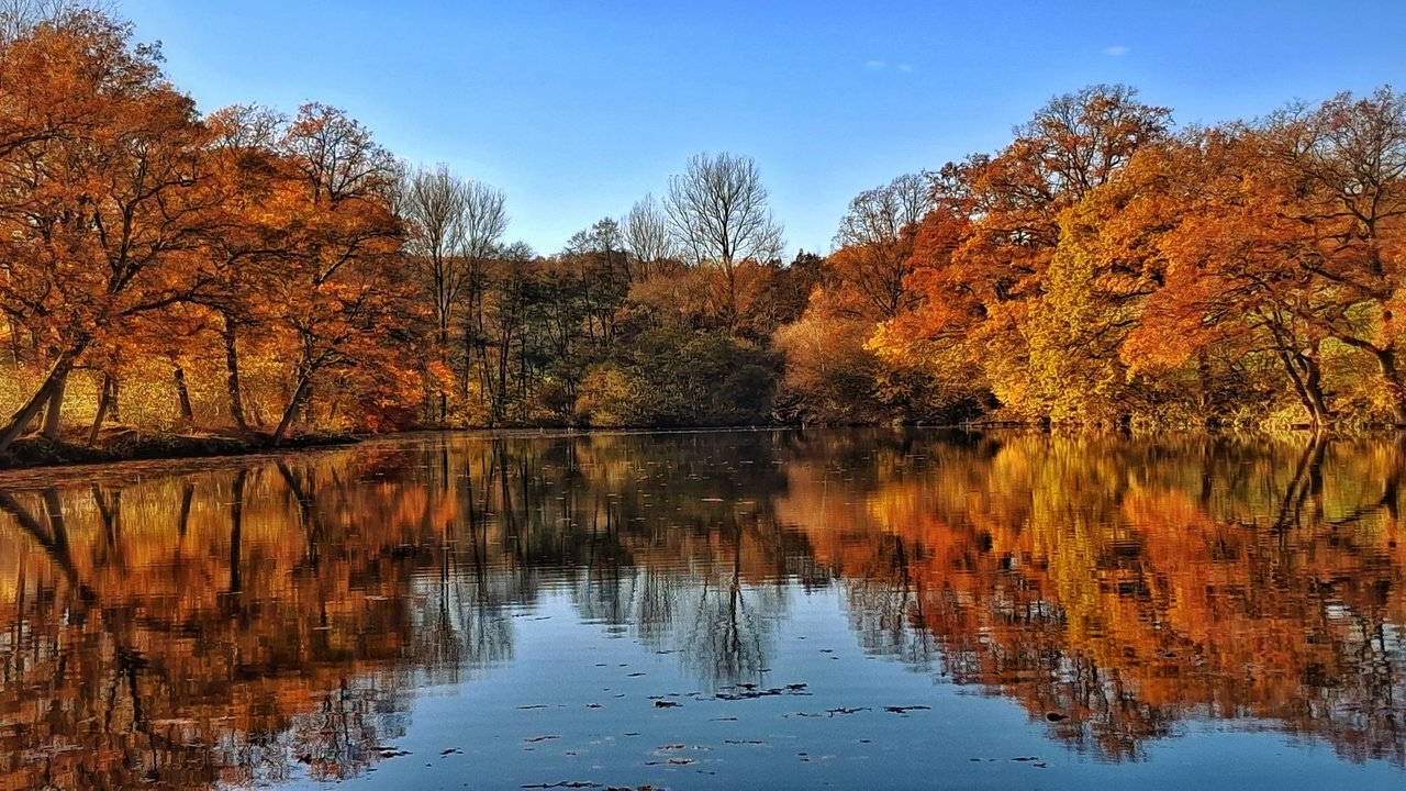 Ihr schönstes Herbstlaub