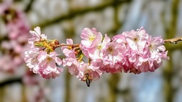 Ihre schönsten Fotos von Kirschblüten
