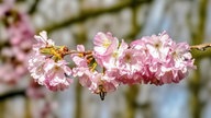 Ihre schönsten Fotos von Kirschblüten