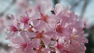 Ihre schönsten Fotos von Kirschblüten