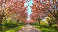 Ihre schönsten Fotos von Kirschblüten