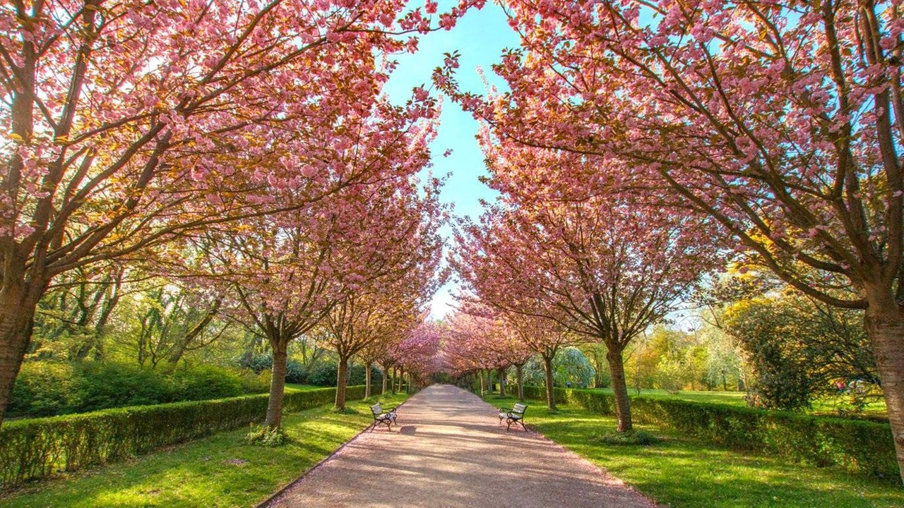 Ihre schönsten Fotos von Kirschblüten