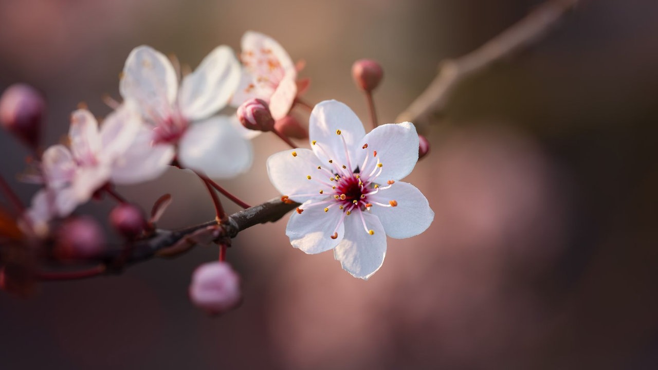 Ihre schönsten Fotos von Kirschblüten