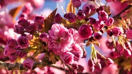 Ihre schönsten Fotos von Kirschblüten