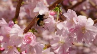 Ihre schönsten Fotos von Kirschblüten