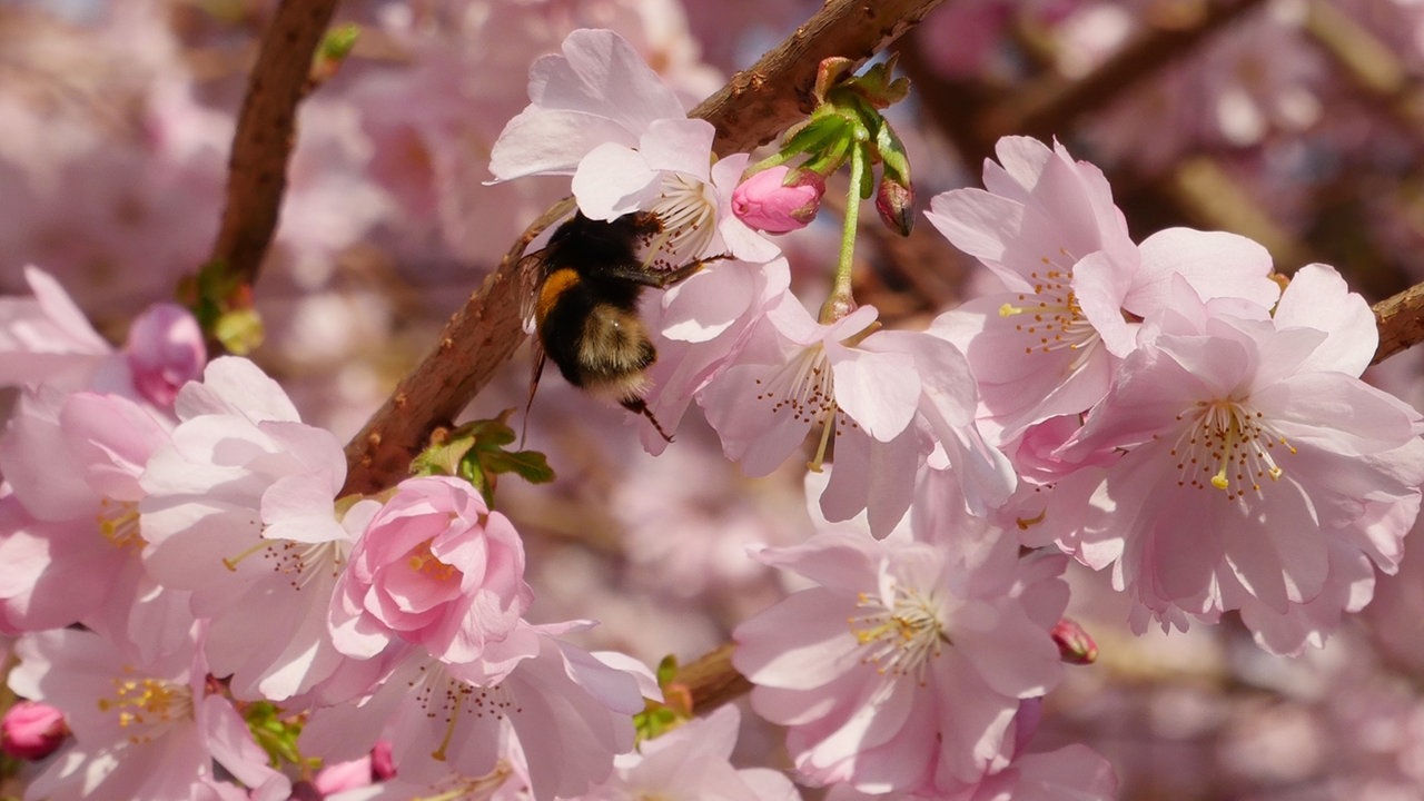 Ihre schönsten Fotos von Kirschblüten