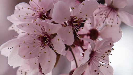 Ihre schönsten Fotos von Kirschblüten