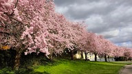 Ihre schönsten Fotos von Kirschblüten
