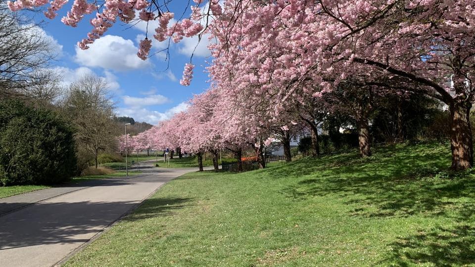 Ihre schönsten Fotos von Kirschblüten