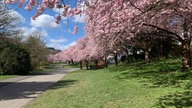 Ihre schönsten Fotos von Kirschblüten