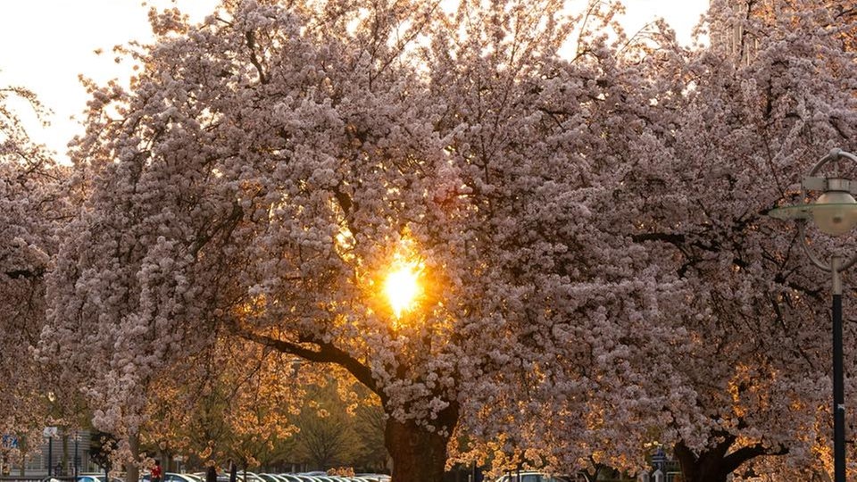 Ihre schönsten Fotos von Kirschblüten
