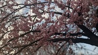 Ihre schönsten Fotos von Kirschblüten