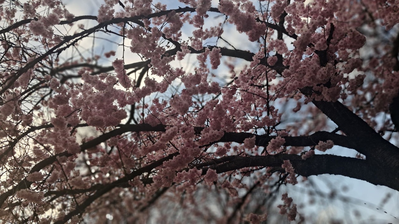 Ihre schönsten Fotos von Kirschblüten