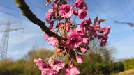 Ihre schönsten Fotos von Kirschblüten