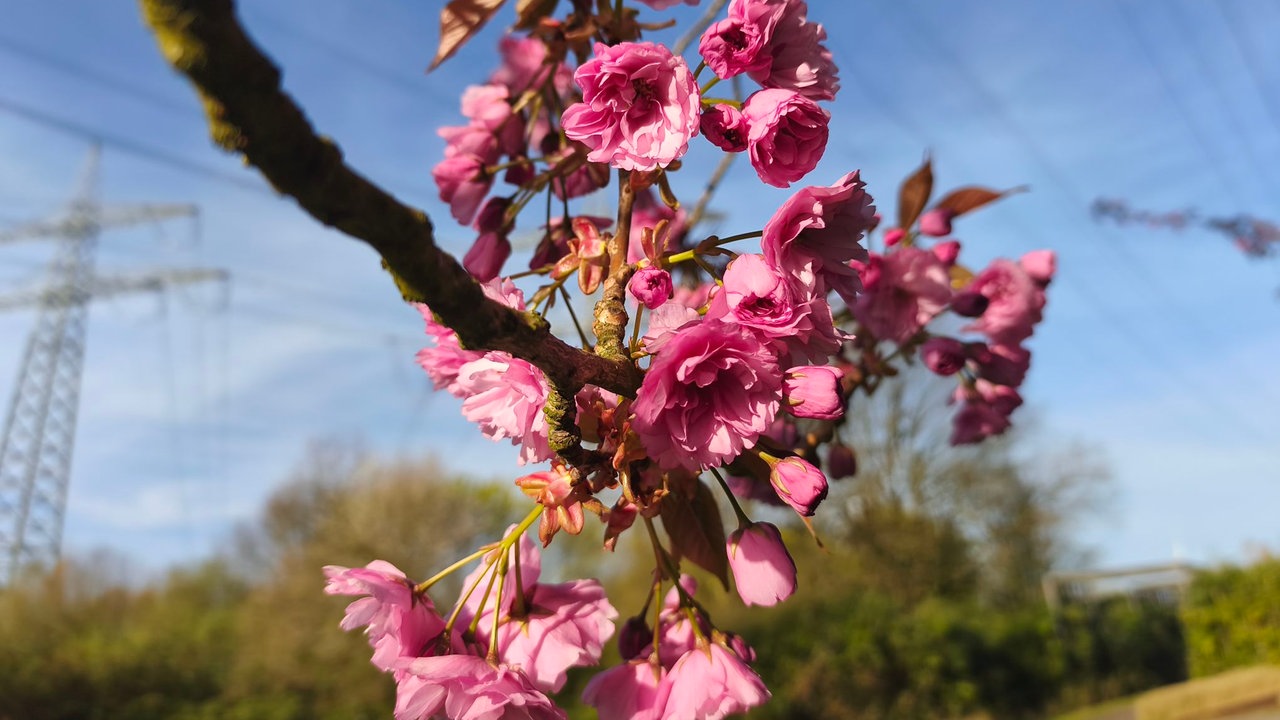 Ihre schönsten Fotos von Kirschblüten