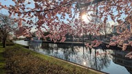 Ihre schönsten Fotos von Kirschblüten