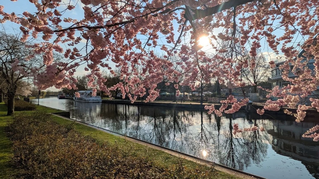 Ihre schönsten Fotos von Kirschblüten