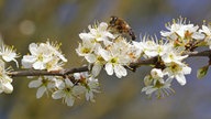 Ihre schönsten Fotos von Kirschblüten