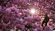 Ihre schönsten Fotos von Kirschblüten