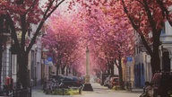 Ihre schönsten Fotos von Kirschblüten