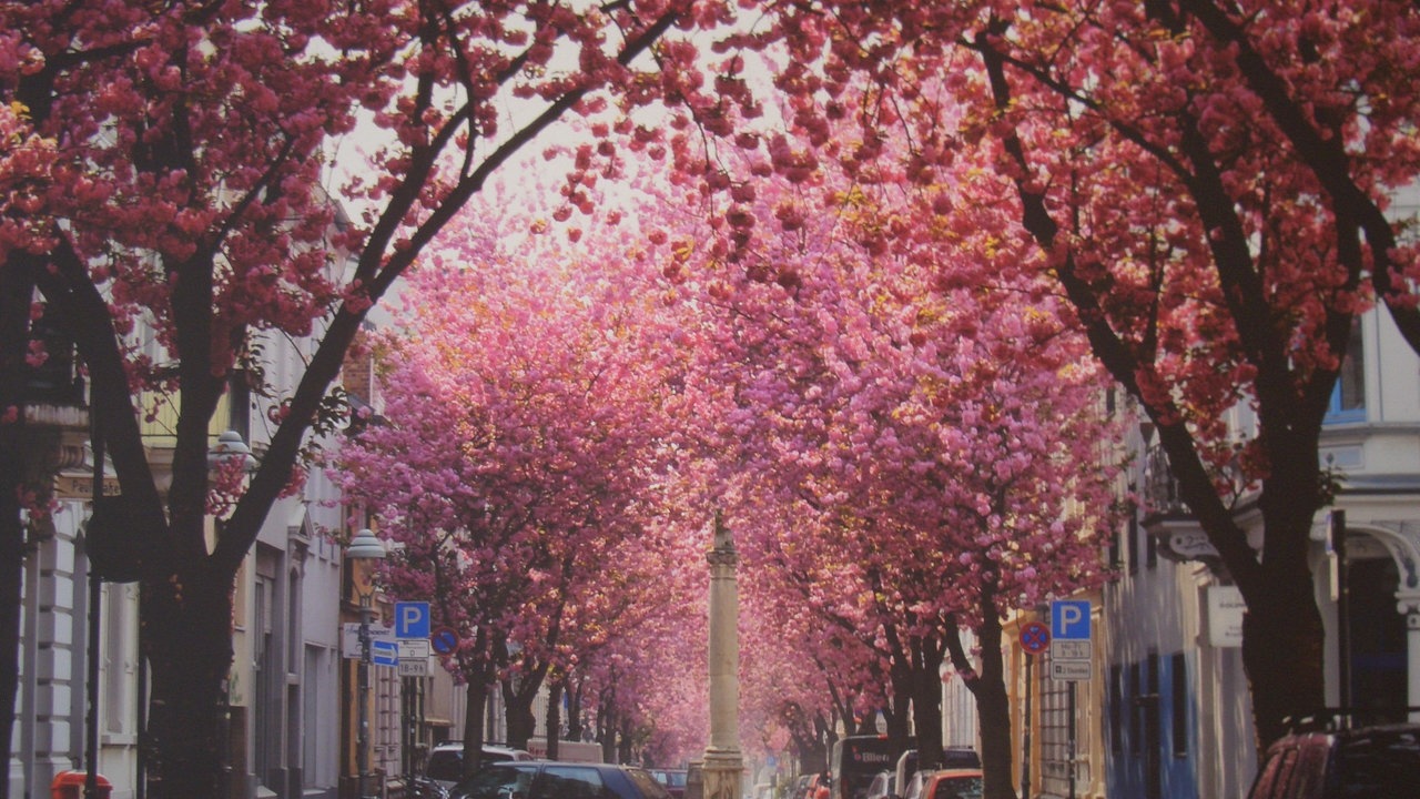 Ihre schönsten Fotos von Kirschblüten