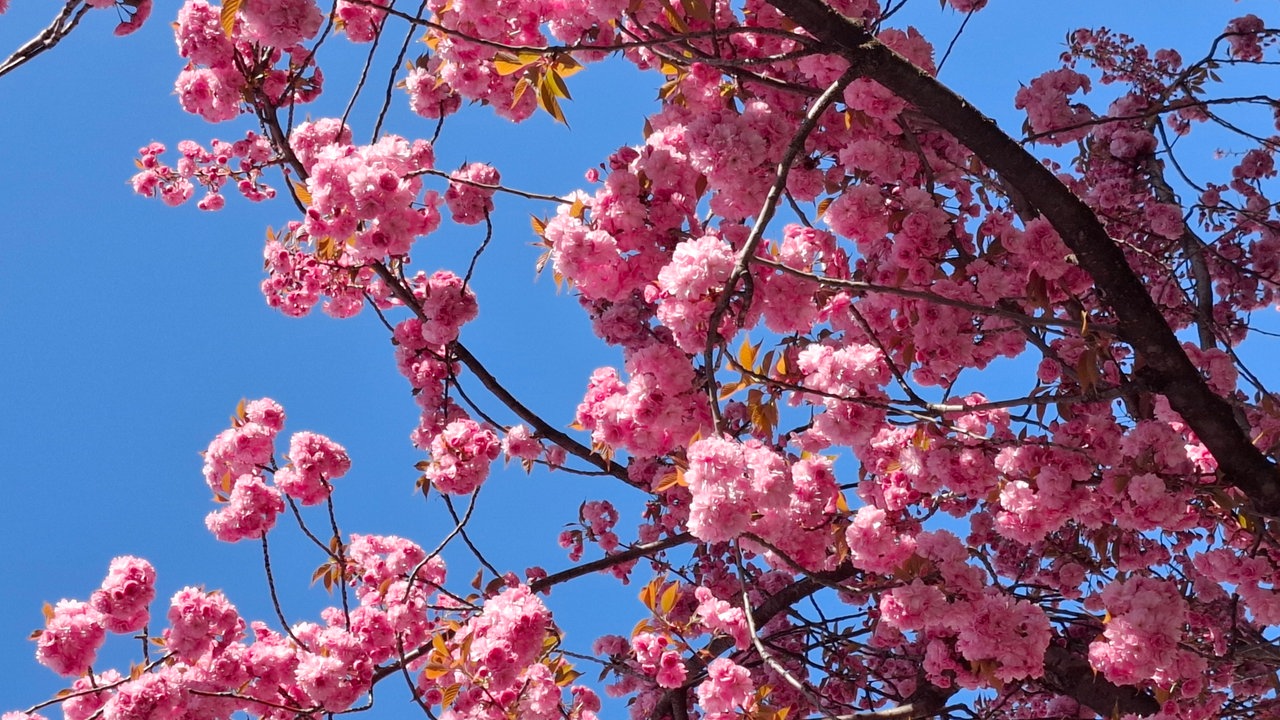 Ihre schönsten Fotos von Kirschblüten