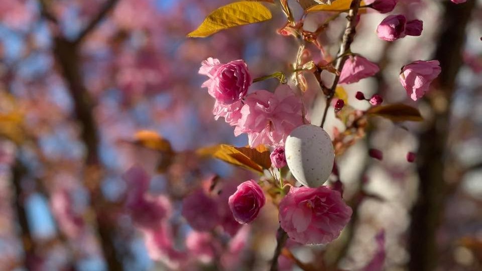 Ihre schönsten Fotos von Kirschblüten