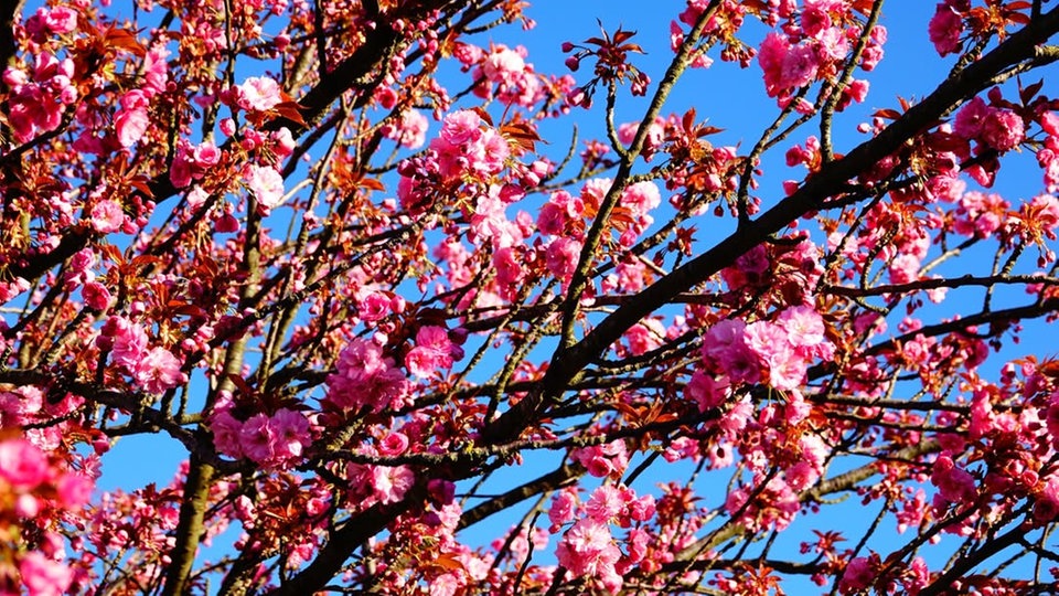 Ihre schönsten Fotos von Kirschblüten