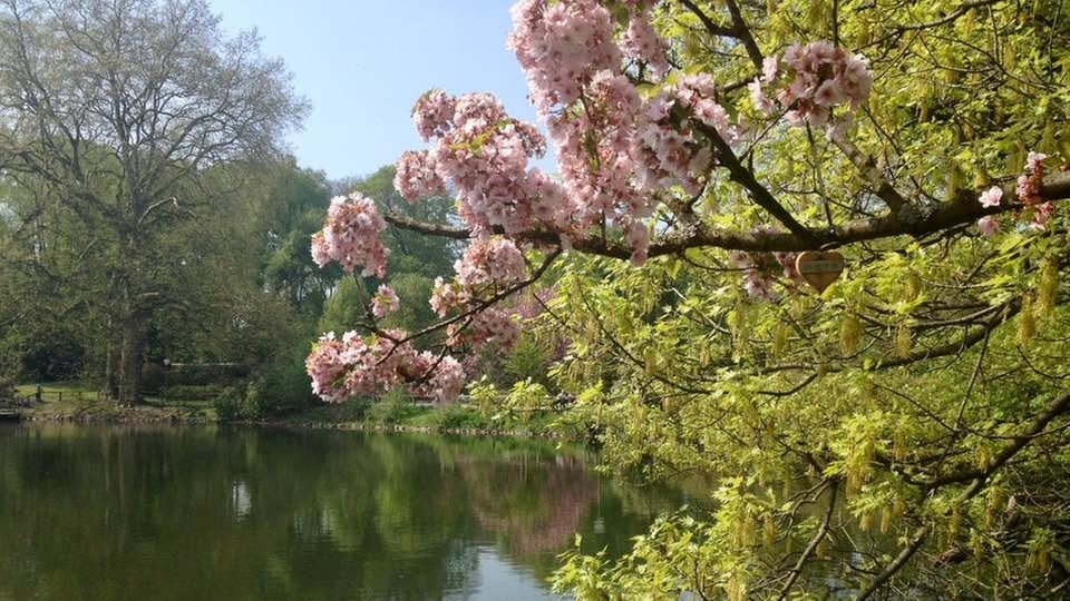 Ihre schönsten Fotos von Kirschblüten
