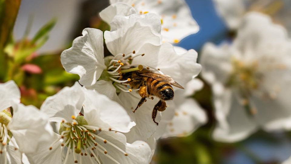 Ihre schönsten Fotos von Kirschblüten