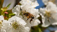 Ihre schönsten Fotos von Kirschblüten