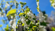 Ihre schönsten Fotos von Kirschblüten