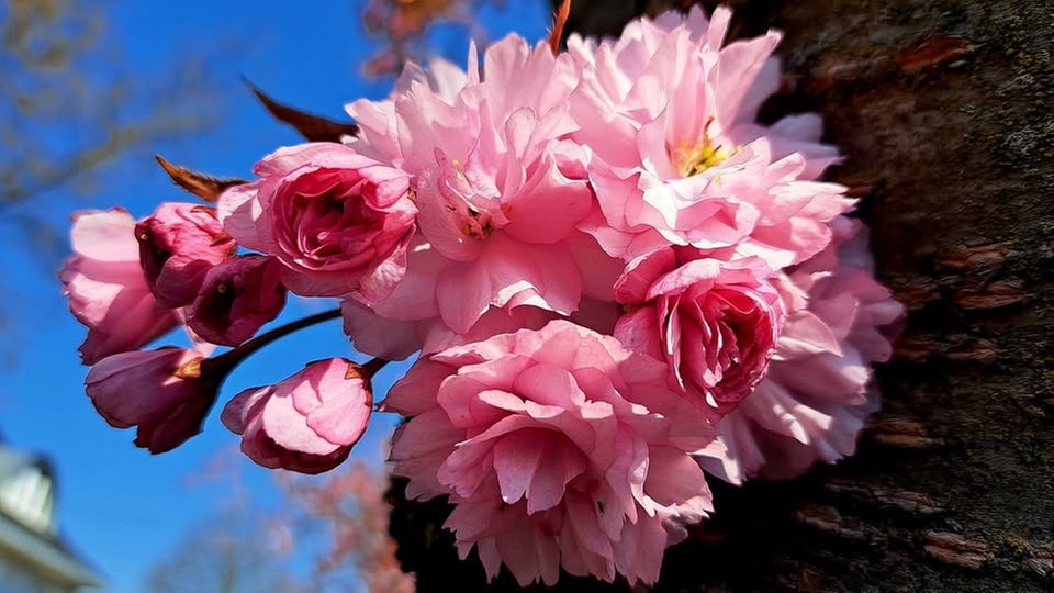 Ihre schönsten Fotos von Kirschblüten