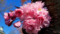 Ihre schönsten Fotos von Kirschblüten