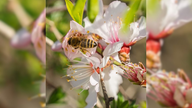Ihre schönsten Fotos von Kirschblüten