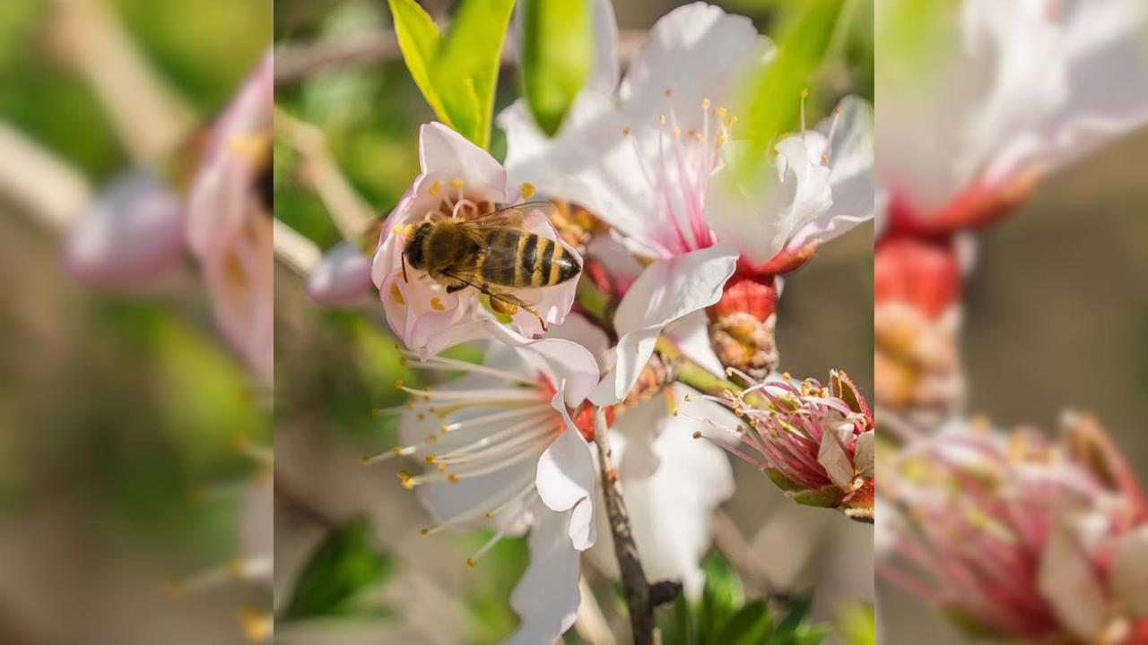 Ihre schönsten Fotos von Kirschblüten
