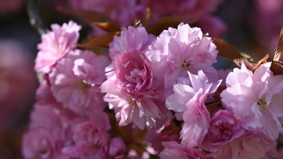 Ihre schönsten Fotos von Kirschblüten