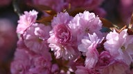 Ihre schönsten Fotos von Kirschblüten