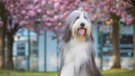 Ihre schönsten Fotos von Kirschblüten