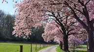 Ihre schönsten Fotos von Kirschblüten