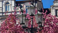 Ihre schönsten Fotos von Kirschblüten