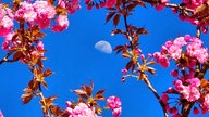 Ihre schönsten Fotos von Kirschblüten