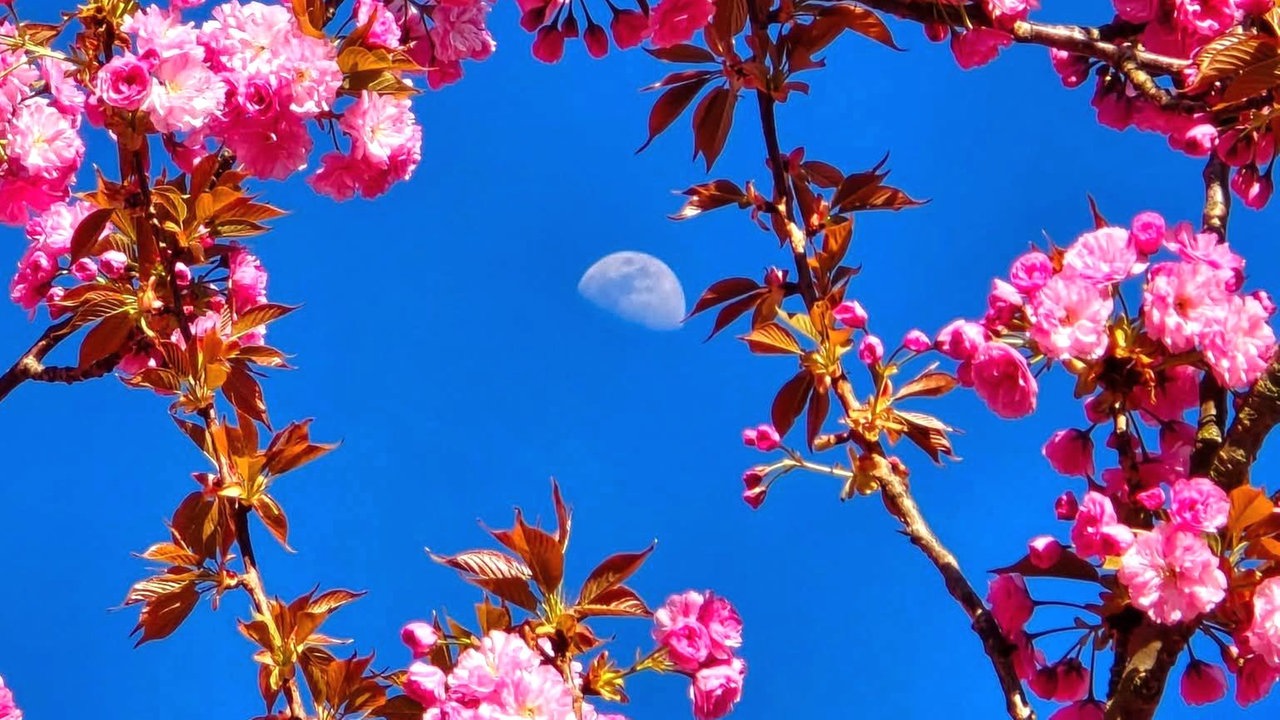 Ihre schönsten Fotos von Kirschblüten