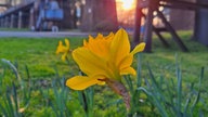 Ihre schönsten Fotos von Narzissen