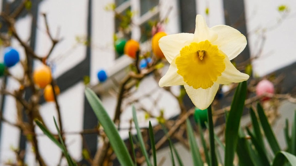 Ihre schönsten Fotos von Narzissen