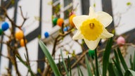 Ihre schönsten Fotos von Narzissen
